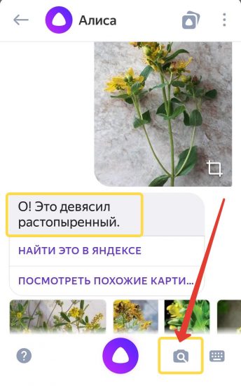 Определить По Фото Растение В Яндексе