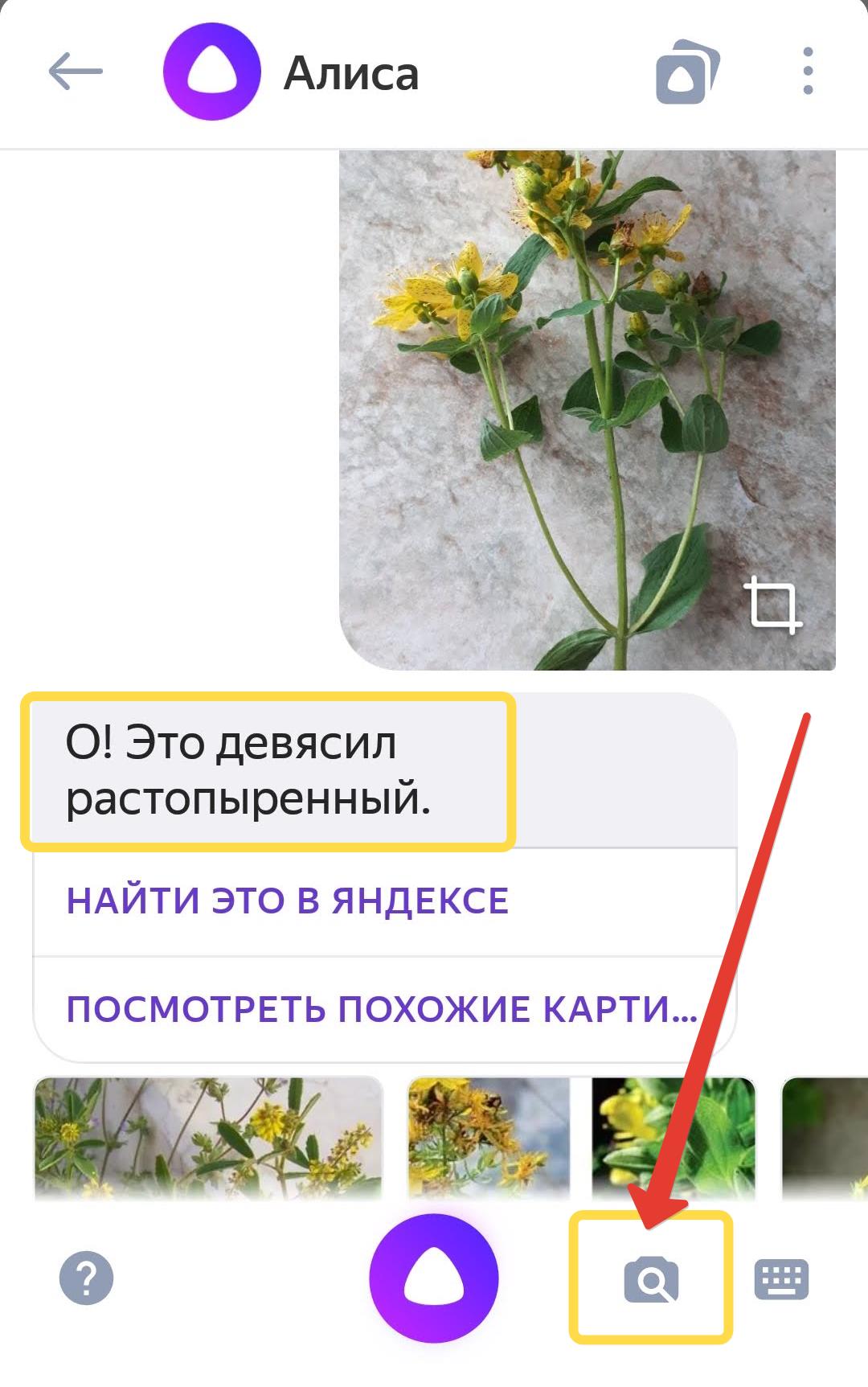 Как узнать растение по фото в Яндексе